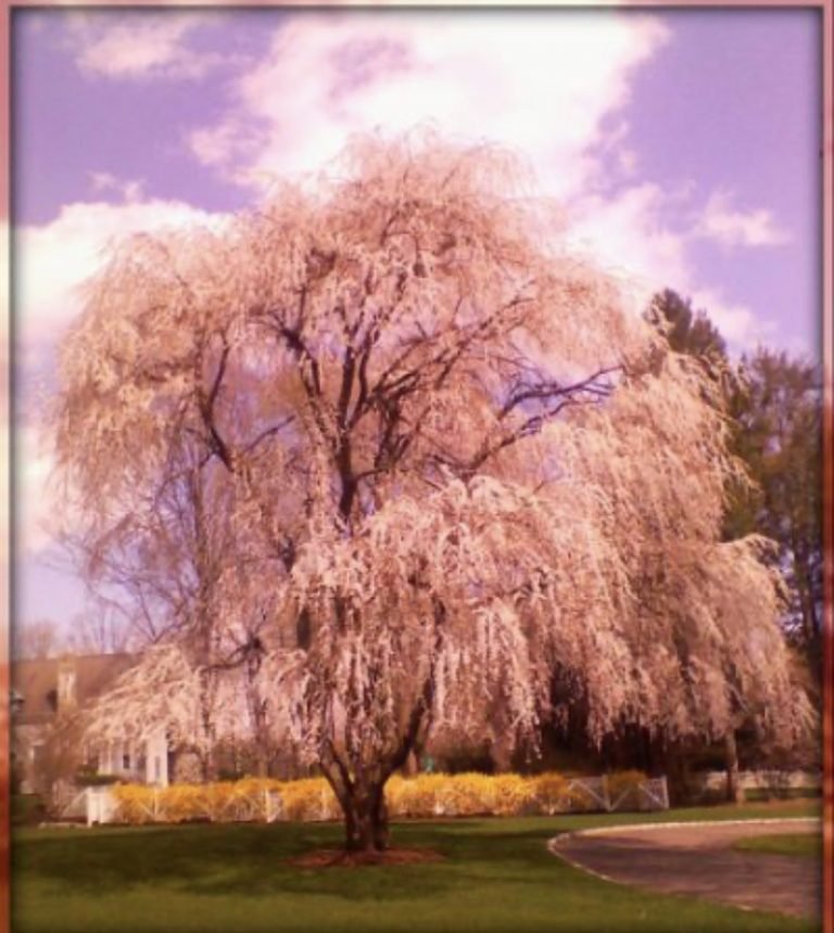The Magic of the Willow Tree