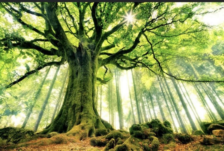 Symbolic Trees for March