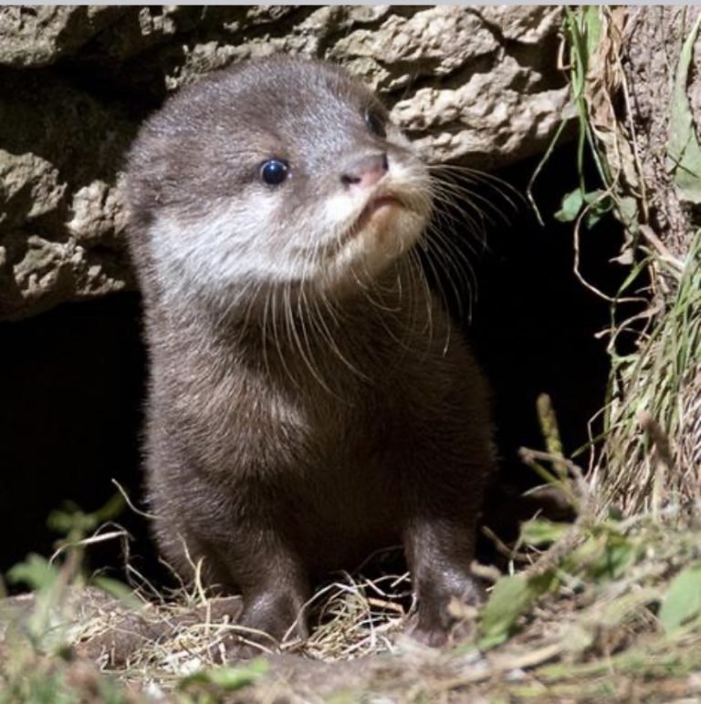 February’s Animal Totem