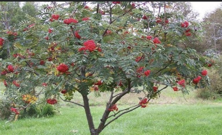 Symbolic Trees for February