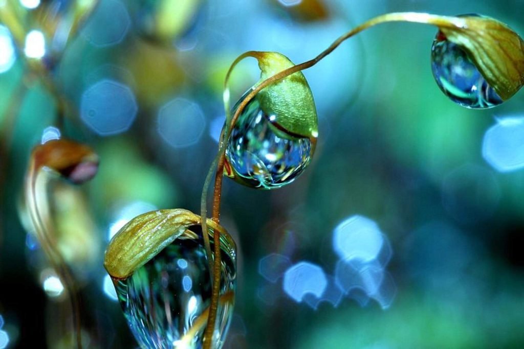 Service: Raindrop Therapy - 01