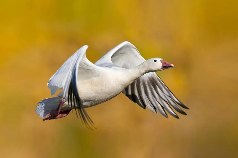 Snow Goose